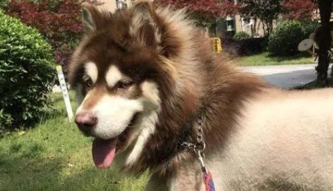 阿拉斯加九个月还长吗？来看看