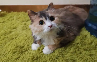 看看中华田园猫21种花色究竟都有哪些吧～