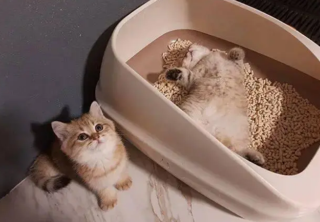 猫咪能吃太多零食吗？天天吃零食，会有这些危害