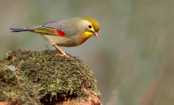 相思鸟的年龄怎么判断，看完你就懂了
