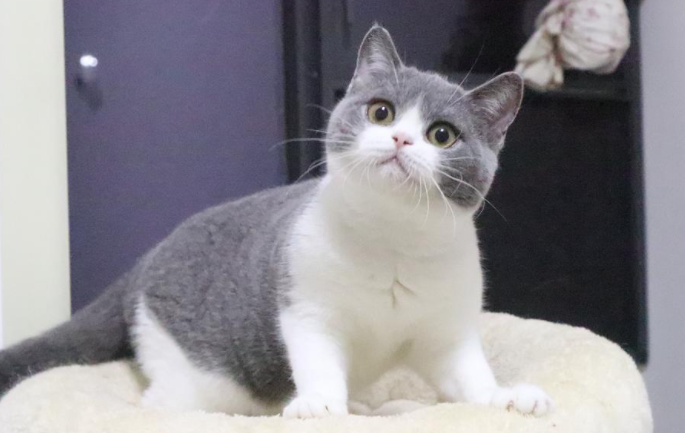 曼基康猫和英短的区别是什么?这里可以简单了解到 曼基康猫和英短的区别是什么?这里可以简单了解到