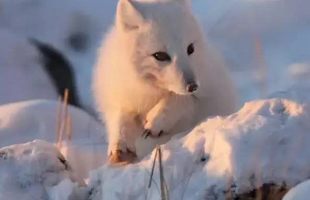 北极狐适合在南方养吗?看完你就明白了 北极狐适合在南方养吗?看完你就明白了