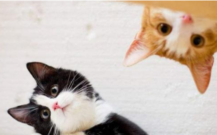 猫咪为什么用爪子按住人的嘴，原来是这样的原因~