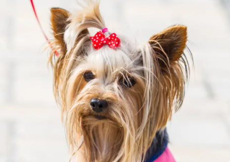 约克夏毛是怎样变色的?感兴趣的可以了解一下! 约克夏毛是怎样变色的?感兴趣的可以了解一下!