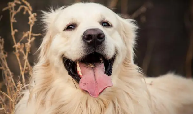 想知道金毛为什么叫金毛寻回犬，看这里