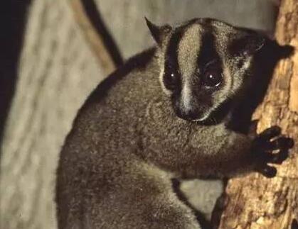 狐狸嘴脸的叉斑狐猴有什么来头？一起来看！