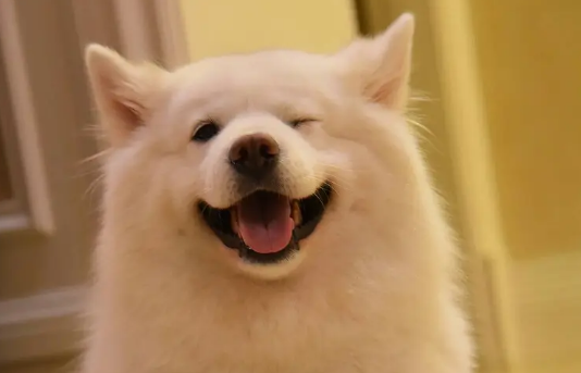 “微笑天使”萨摩耶,智商排名第几呢? “微笑天使”萨摩耶,智商排名第几呢?