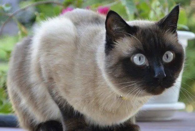 买暹罗猫的注意事项,各位一定要看！