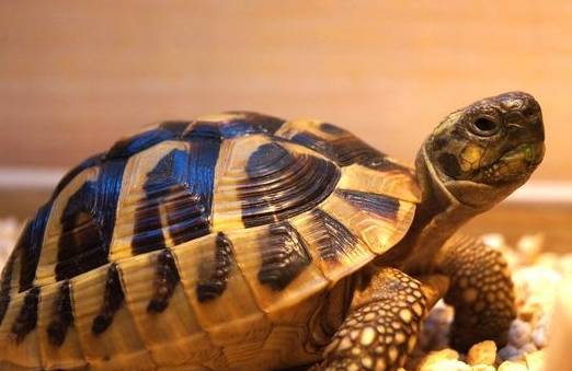 竟有这么漂亮的龟界新秀！赫曼陆龟你喜欢吗？