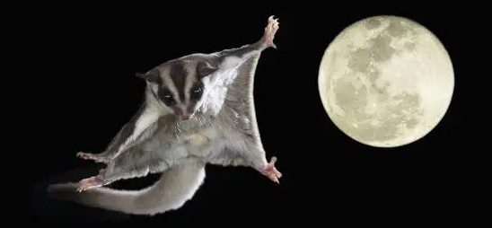 蜜袋鼯一年生几窝，快来get一下