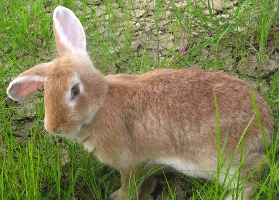 塞北兔的三个品种，快来看看吧！