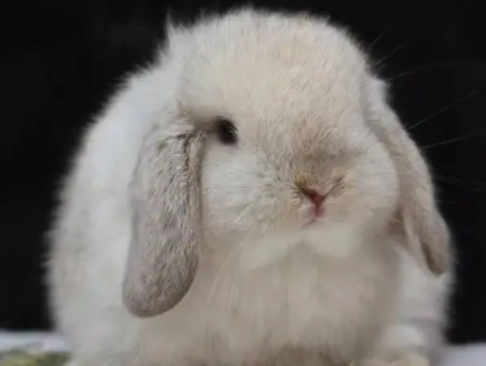 如何训练垂耳兔不乱咬东西？主人来看看吧