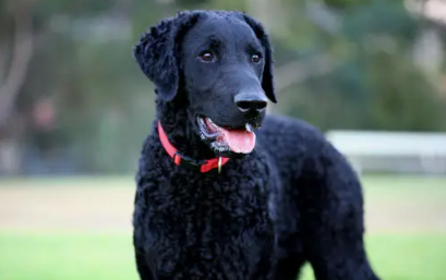 黑色卷毛狗是什么品种的狗？速来了解一波！