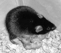 高山姬鼠：中国特有的老鼠，科研人员的小助手