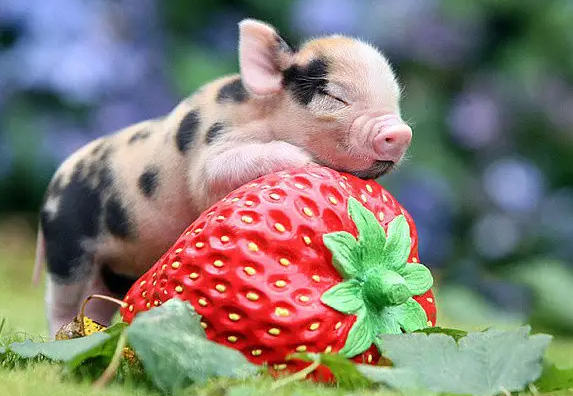 小香猪皮肤病怎么办？铲屎官应该这样做！