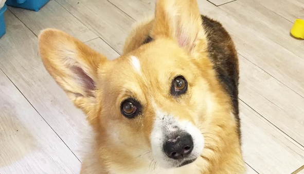 想要区分威尔士柯基和瑞典柯基，看这就够了！