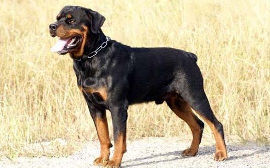 比特犬什么情况下咬人?铲屎官们一定要了解 比特犬什么情况下咬人?铲屎官们一定要了解