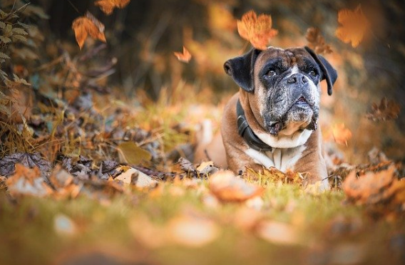 法斗犬和沙皮狗有啥区别，看下面五个点就知道了~