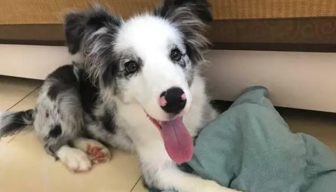 边牧能长多大多重？具体的信息看这里！