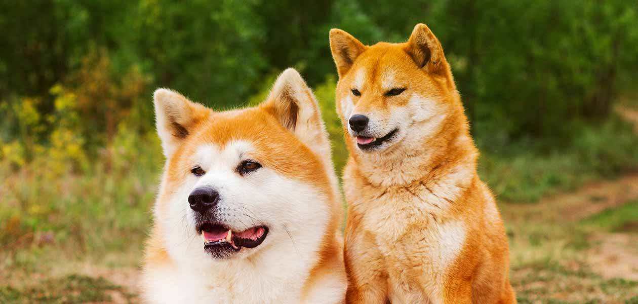 日本土狗是柴犬还是秋田？还不快来了解下