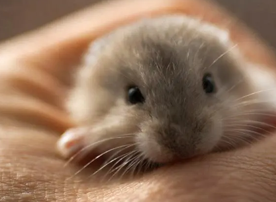 仓鼠可以吃李子吗?其实是可以的