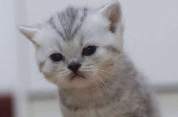 银渐层跟蓝猫会生出什么样子的小猫？