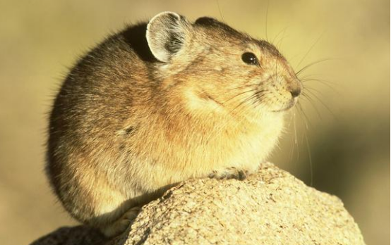 藏鼠兔可以养吗？想知道答案可以看看这篇文章