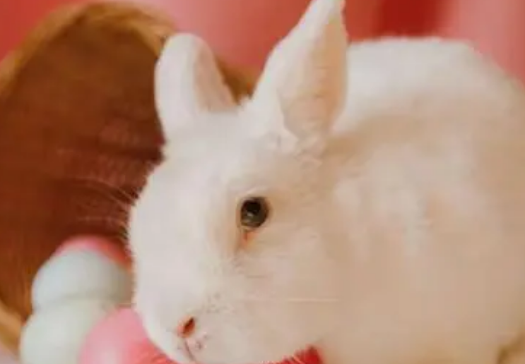 佛州白兔喜欢吃什么？不确定来看看吗？