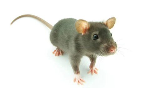 伪沼鼠吃什么？这份宠物食谱你一定要收下