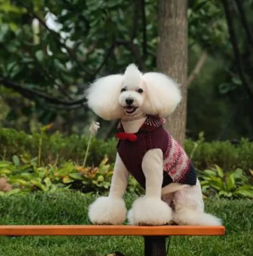 优雅永不过时，这份贵宾犬挑选指南请你一定要收好