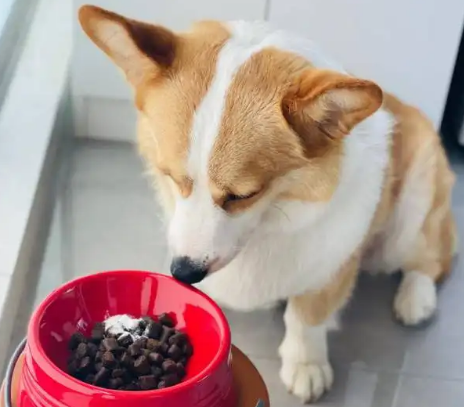 好吃又不贵的6款狗零食推荐！来看看吧