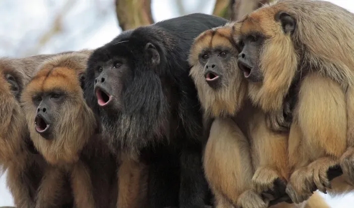 帚吼猴的嗓门有多大？一文告诉你答案！