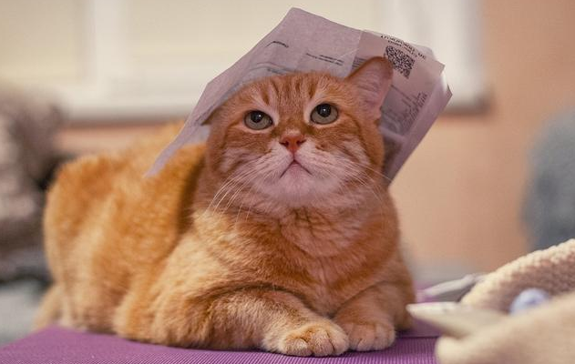 毛发护理看深海鱼油胶囊，盖夫鱼油用品质发声