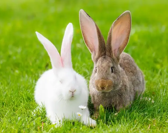 大耳白兔一般不会咬人的，除非感受到威胁