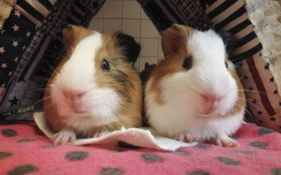 宠物兔可以和荷兰鼠养在一起吗？看下文就知道了