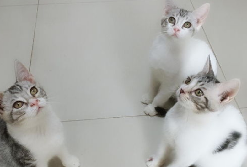 你们知道美短高白是否值钱？来这瞄一瞄