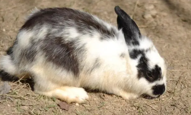 英国斑点兔和熊猫兔有什么区别？区别有这些