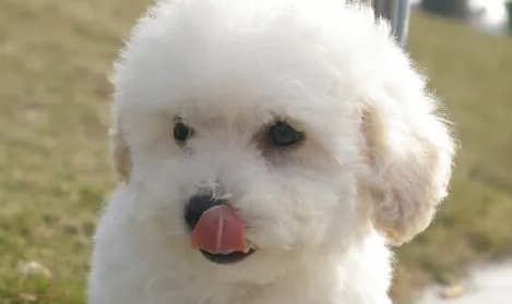 比熊寿命大概是多少年？铲屎官们点进来看看吧~