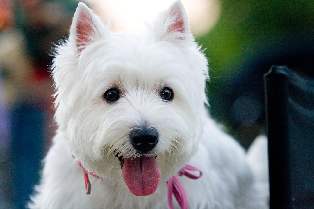 我的狗狗我的爱
(2012)的剧照 我的狗狗我的爱
(2012)的剧照