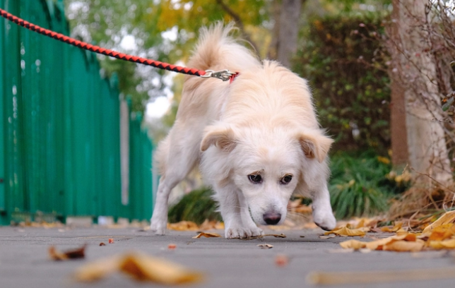 很多人可能不知道，给狗狗最好的疼爱是系好牵引绳！