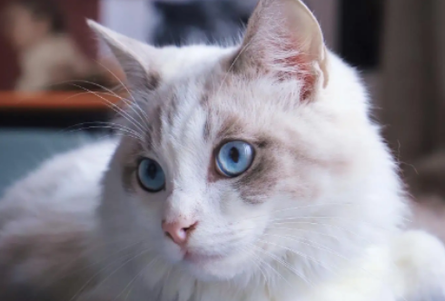 宠物猫还有抓老鼠本事吗?快来看看吧~ 宠物猫还有抓老鼠本事吗?快来看看吧~