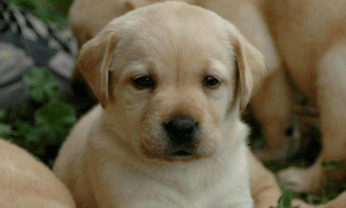 拉布拉多掉毛严重的原因，看完你就知道