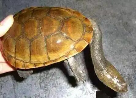 不骗你，巨蛇颈龟冬眠时间真的巨长！