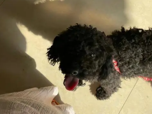 泰迪可以吃猕猴桃吗？一起来看看这里！