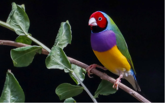 七彩文鸟中暑了怎么办,或许这篇文章能帮到你! 七彩文鸟中暑了怎么办,或许这篇文章能帮到你!