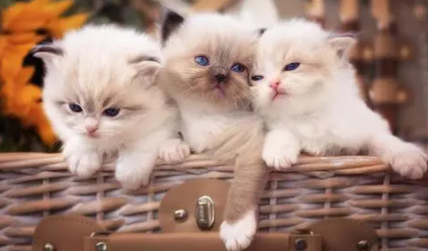 布拉迪益生菌猫咪怎么吃?猫咪吃益生菌有什么作用 布拉迪益生菌猫咪怎么吃?猫咪吃益生菌有什么作用