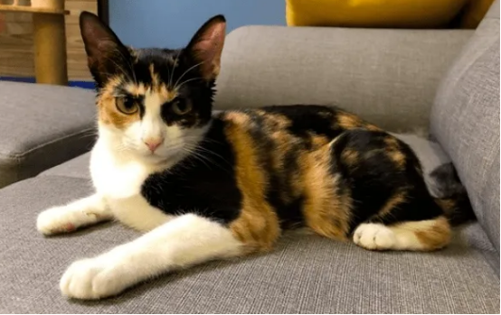 玳瑁猫和三花猫的区别，你们真的知道吗？