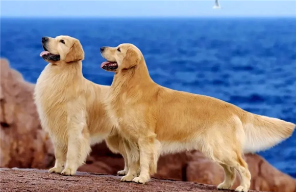 金毛的寿命一般有多长?答疑来啦! 金毛的寿命一般有多长?答疑来啦!