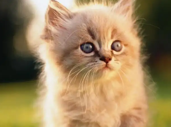 两个月的小猫身上臭能洗澡吗？赶紧来了解一下！