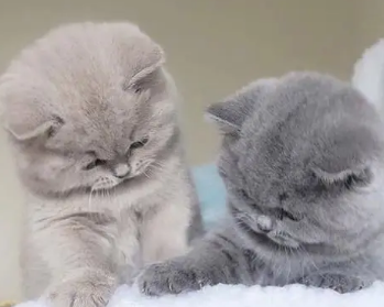 两个月小猫只有一斤多，该怎么办？